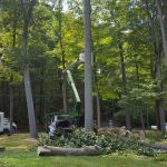 Tree Removal in New Canaan CT