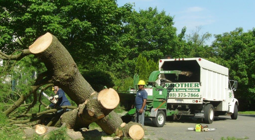 Tree Removal in New Canaan CT