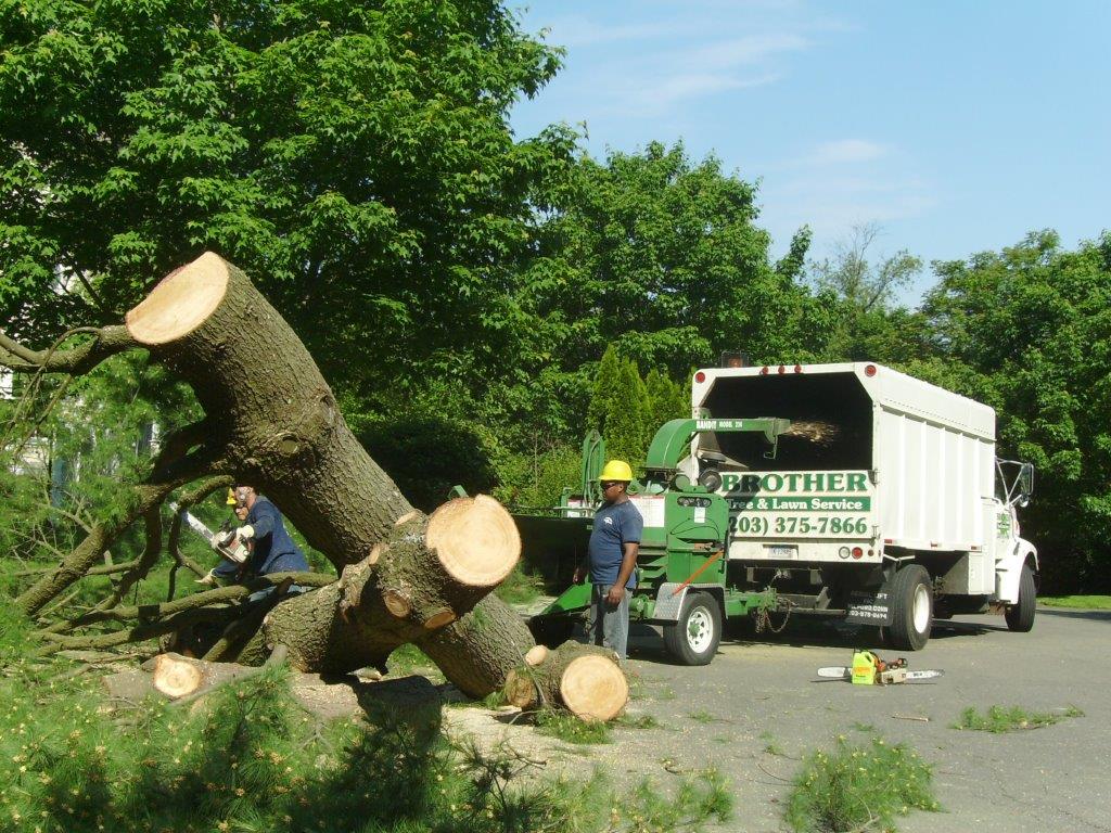 Tree Removal in New Canaan CT