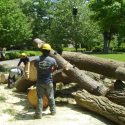 Tree Removals Can Benefit Your Property