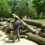 Tree Removal from Brother Tree & Lawn Services