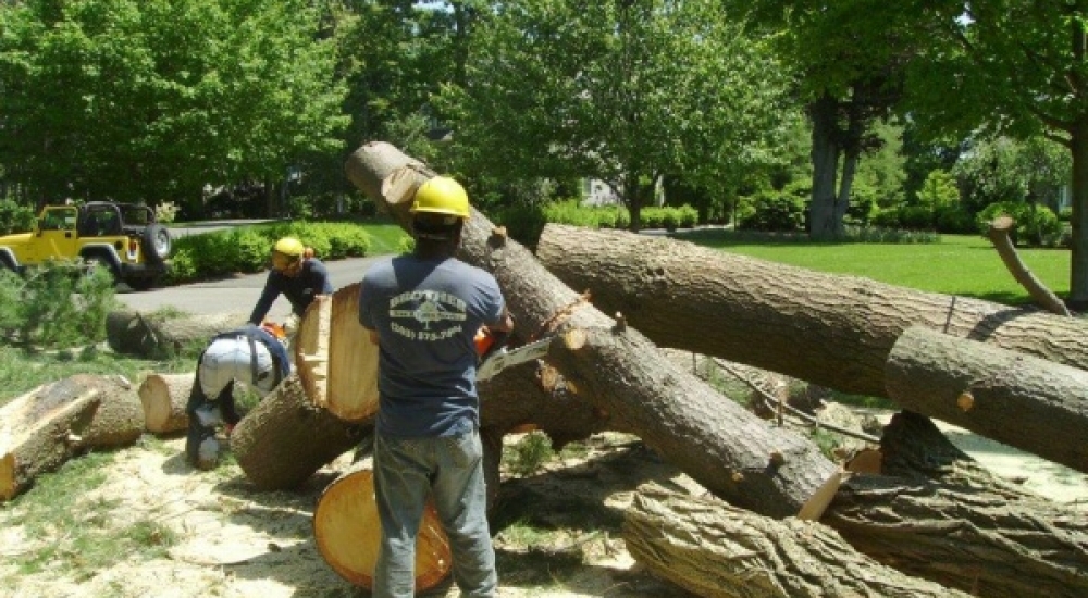 Tree Cutting Service in Stratford, CT