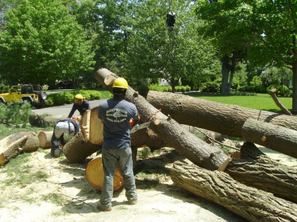Tree Cutting Service in Stratford, CT