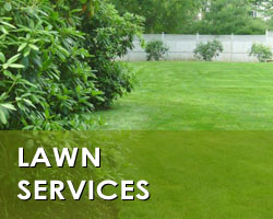 lawn