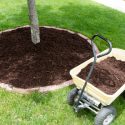 Planting a Tree? Be Sure to Mulch out, Rather Than Up