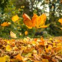 Landscaping for All Seasons: Brother Tree Lawn Service’s Maintenance Plan for the Fall