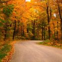2017 Could Be a Great Year for Fall Foliage in New England