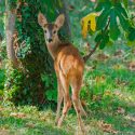 Keeping Deer Out of Your Garden