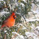 Keep the Winter Birds Warm This Season