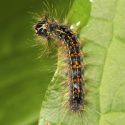 Keep an Eye out for Gypsy Moths This Spring