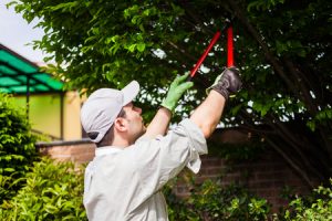 Tree Pruning