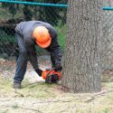 Get Help from a Professional with Tree Removal