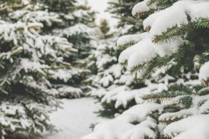 Snow on Evergreens