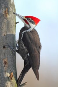 Pileated Woodpecker