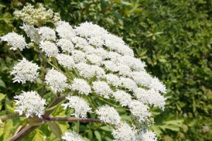 Giant Hogweed