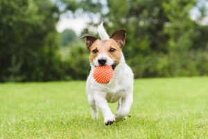 Dog on Lawn