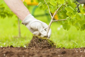 Planting a Tree 