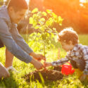 How to Prevent Wind Damage to Young Trees