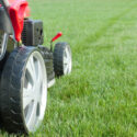 Protecting Your Lawn from Summer Pests: Tips and Strategies