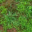 How to Get Rid of Crab Grass in Your Lawn