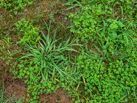 Crabgrass weed control by Brother Tree & Lawn Service