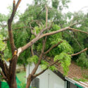 Why You Should Remove Dead Trees on Your Property ASAP